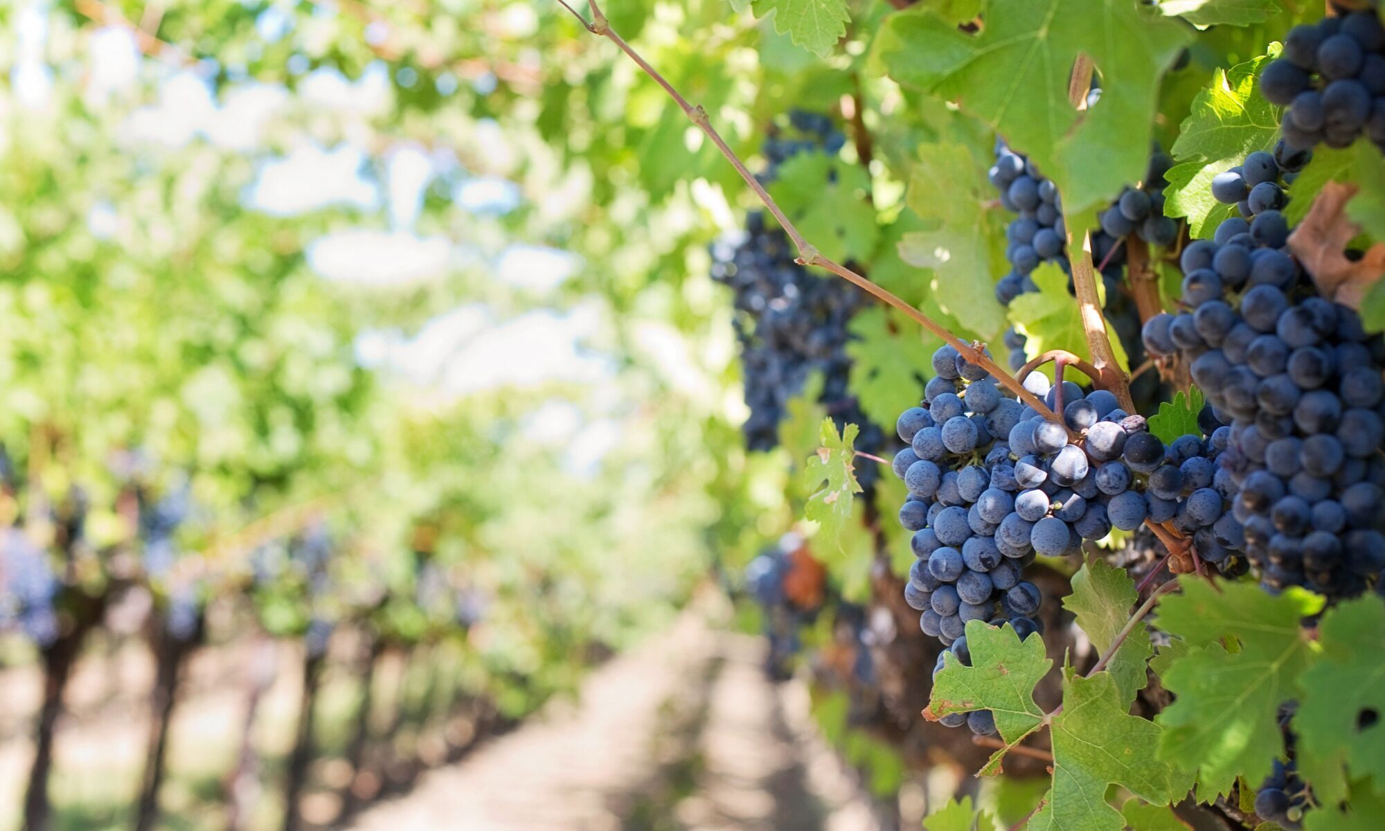 A vineyard with rows of grapevines bearing clusters of dark grapes.