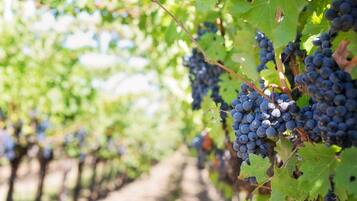 A vineyard with rows of grapevines bearing clusters of dark grapes.