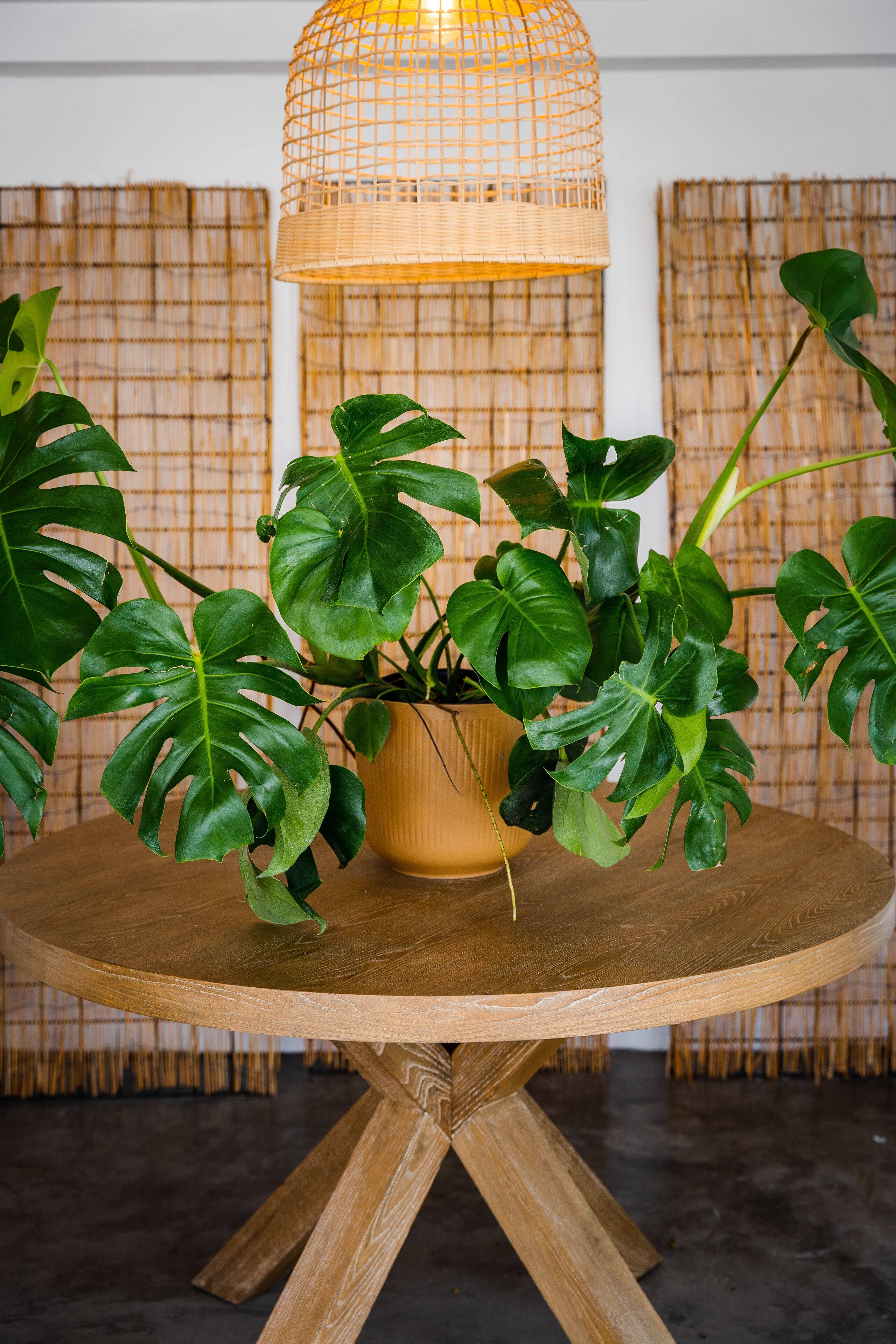A round wooden table with a potted monstera plant.