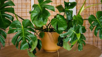 A round wooden table with a potted monstera plant.