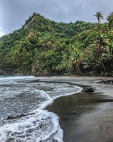 Una playa con olas, una colina arbolada y una palmera.