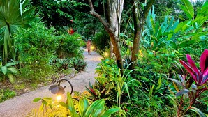 A pathway through a lush garden with various plants and trees.