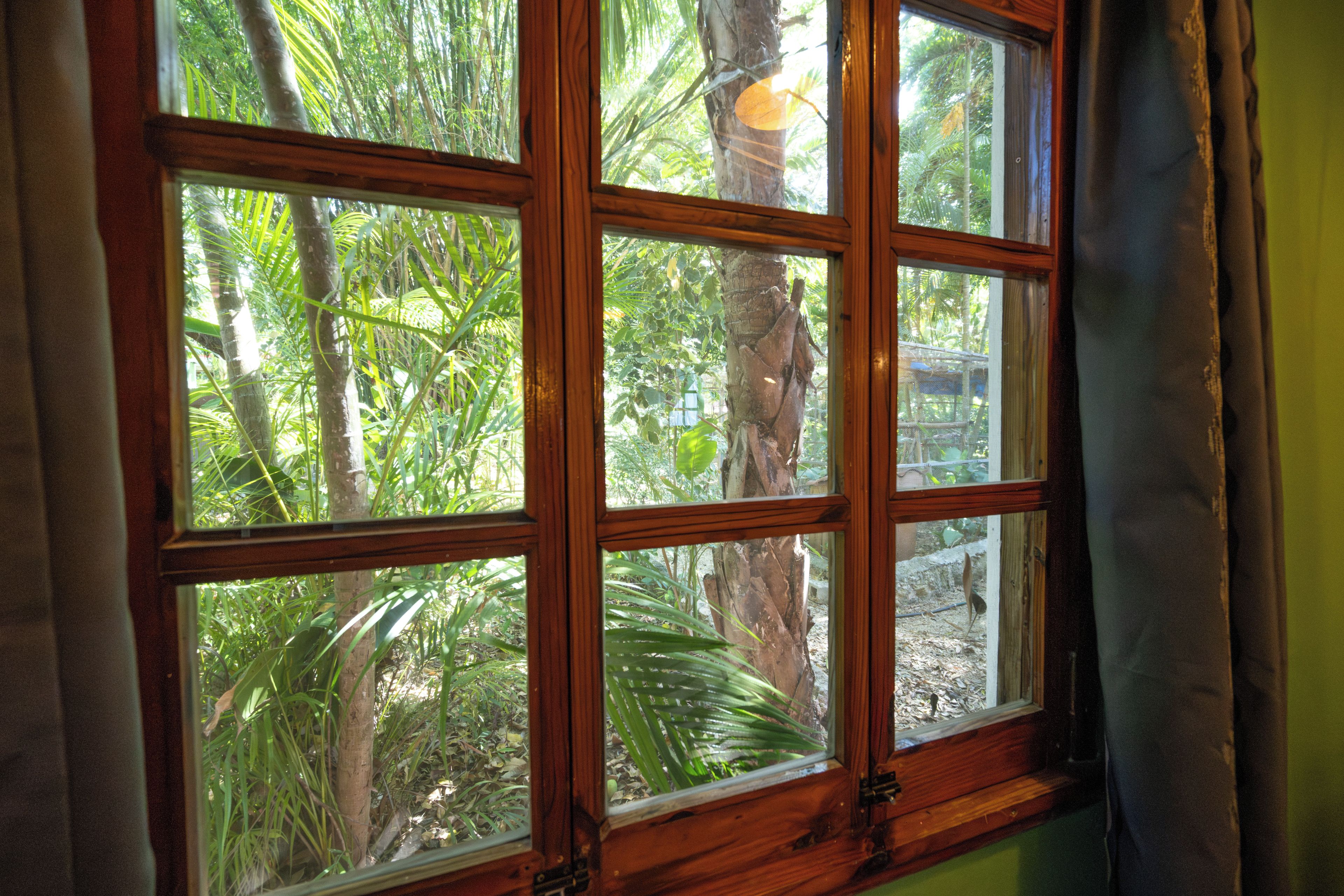 Una ventana con vista a un jardín tropical.