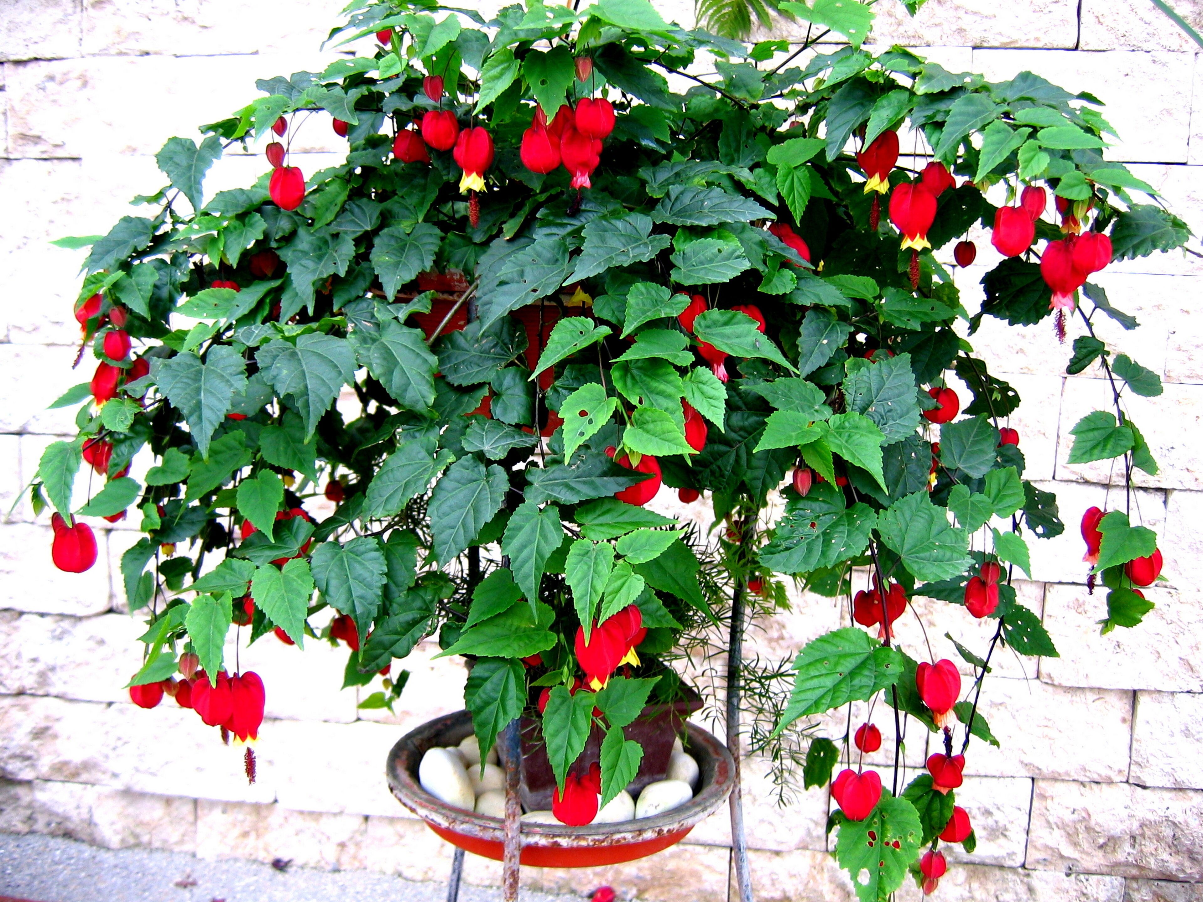 A potted plant with red flowers and green leaves against a white brick wall.