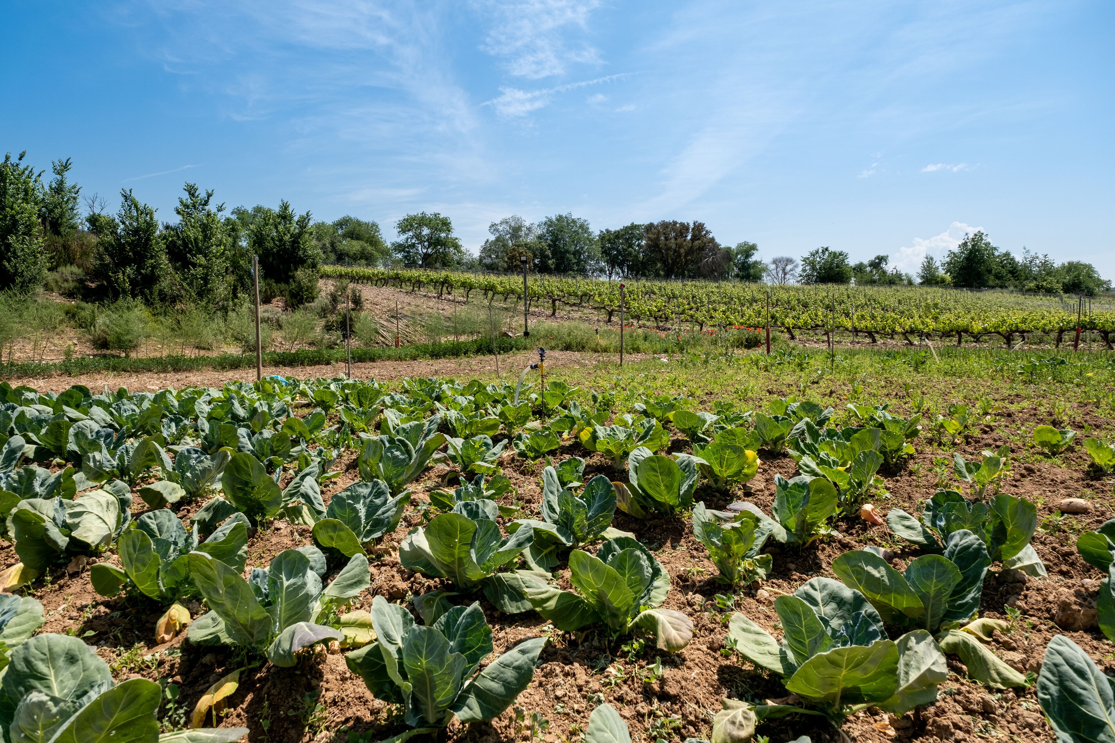 A vineyard with rows of grapevines and a field of leafy green plants.