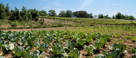 A vineyard with rows of grapevines and a field of leafy green plants.