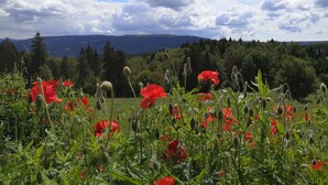 Un campo de amapolas rojas con montañas al fondo y un cielo parcialmente nublado.
