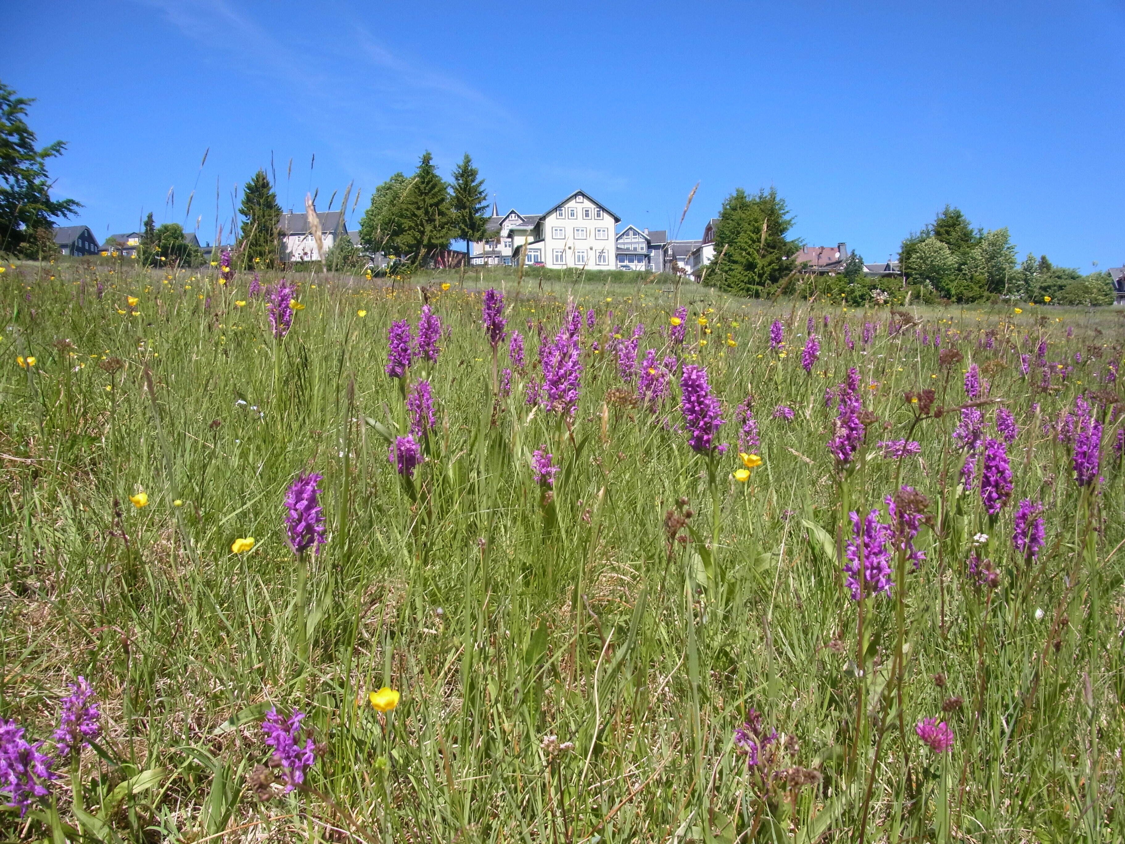 A field with purple flowers and houses in the background.