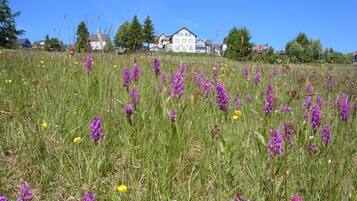 A field with purple flowers and houses in the background.