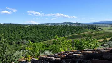 Un paysage de vignoble avec des champs en terrasses et un ciel dégagé.