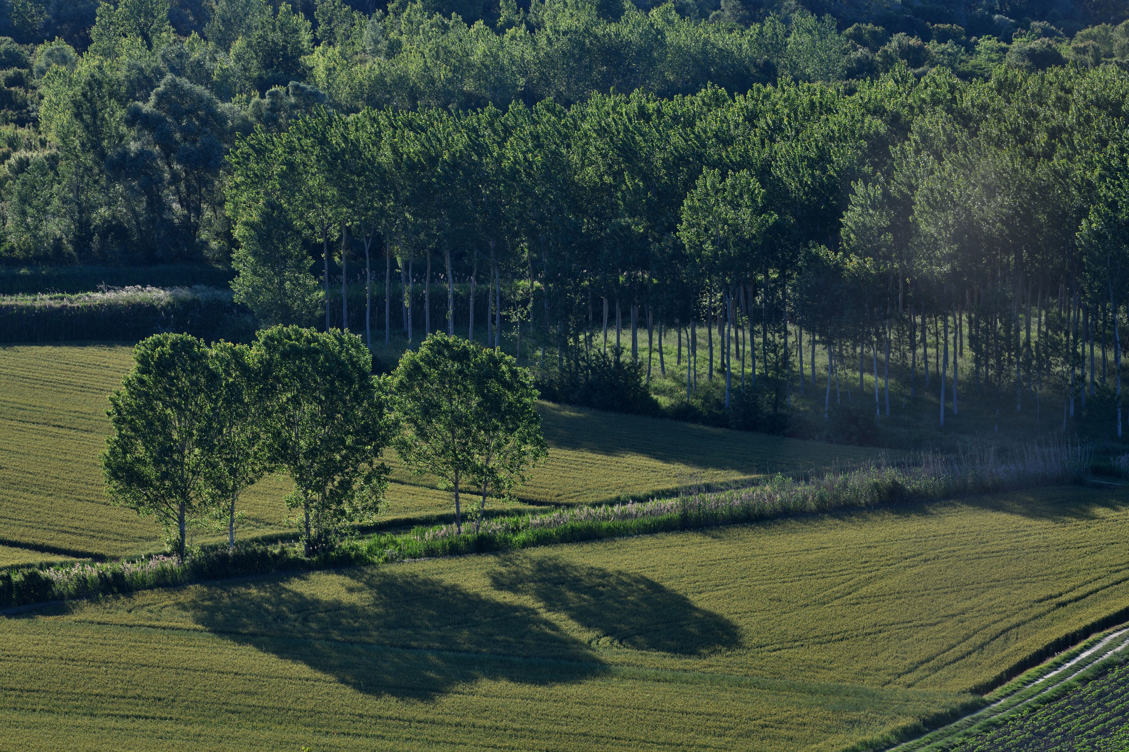 A rural landscape with a field, trees, and a distant forest.