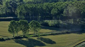 A rural landscape with a field, trees, and a distant forest.