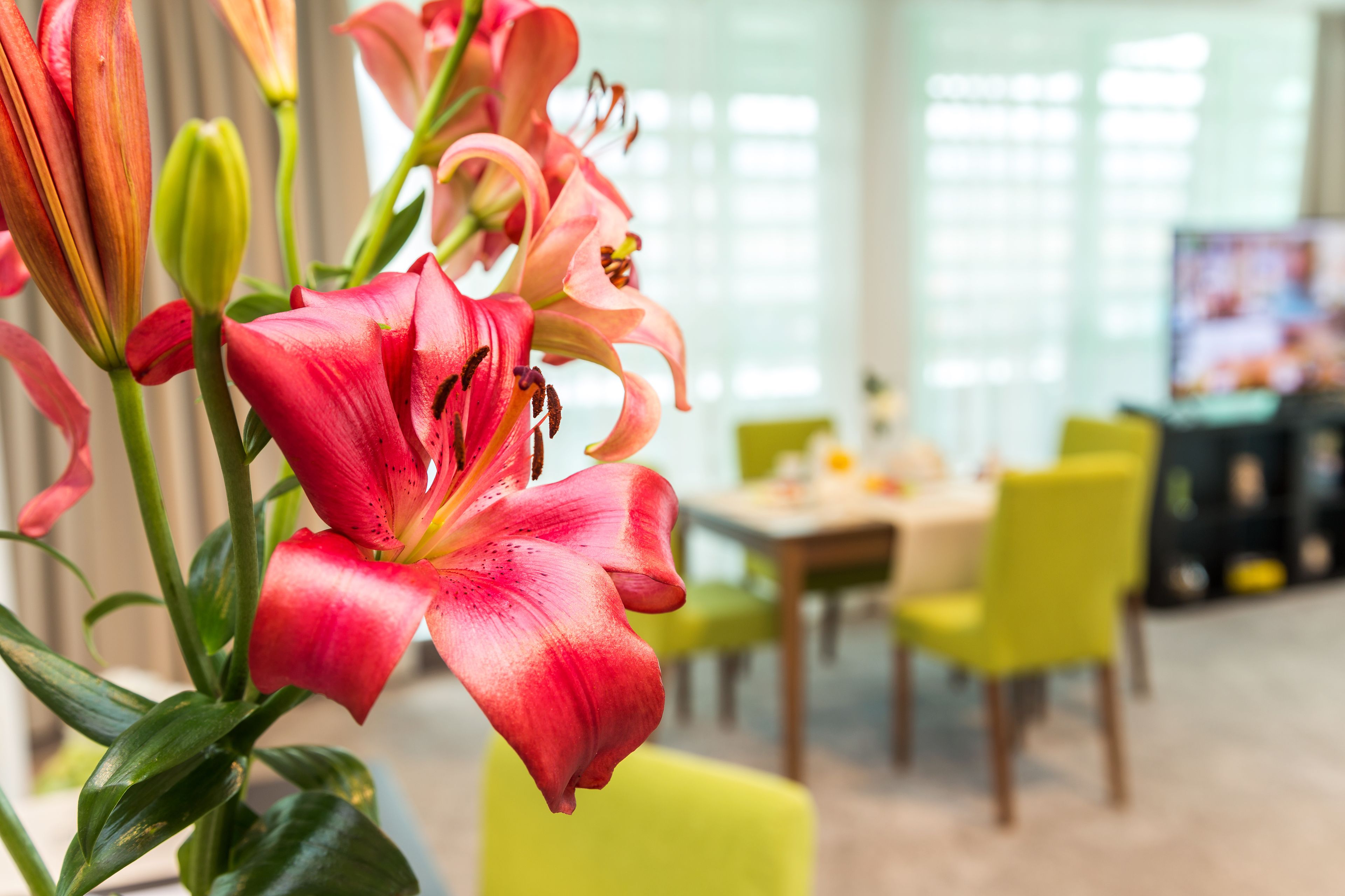 Un área de comedor con sillas amarillas y una mesa, y una planta en maceta con flores rojas en primer plano.