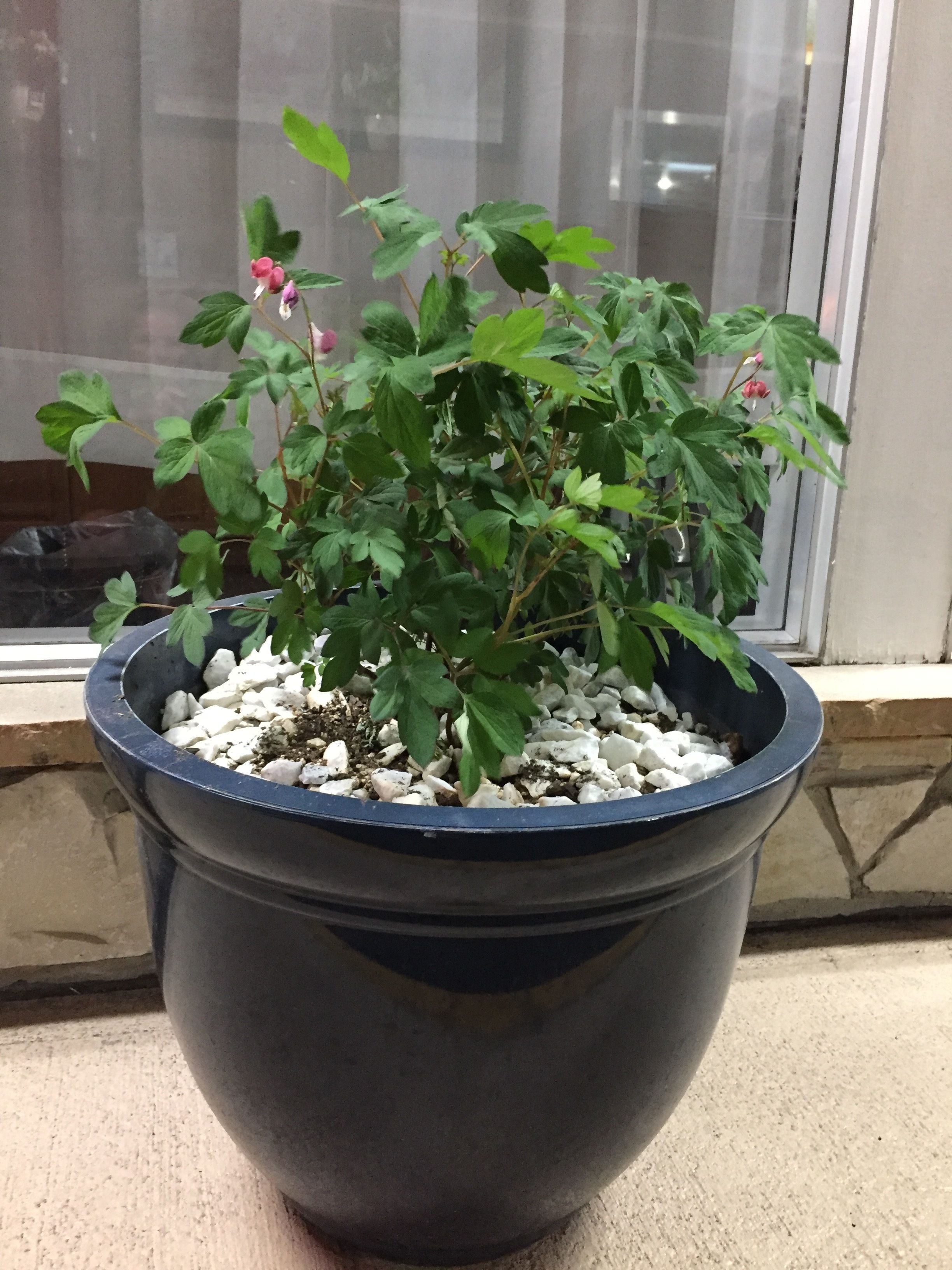 Una planta grande en maceta con hojas verdes y flores rosas, ubicada en un balcón con una ventana al fondo.