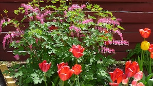 Un jardin agrémenté de fleurs rouges et roses, une clôture en bois et un jardinier jaune.