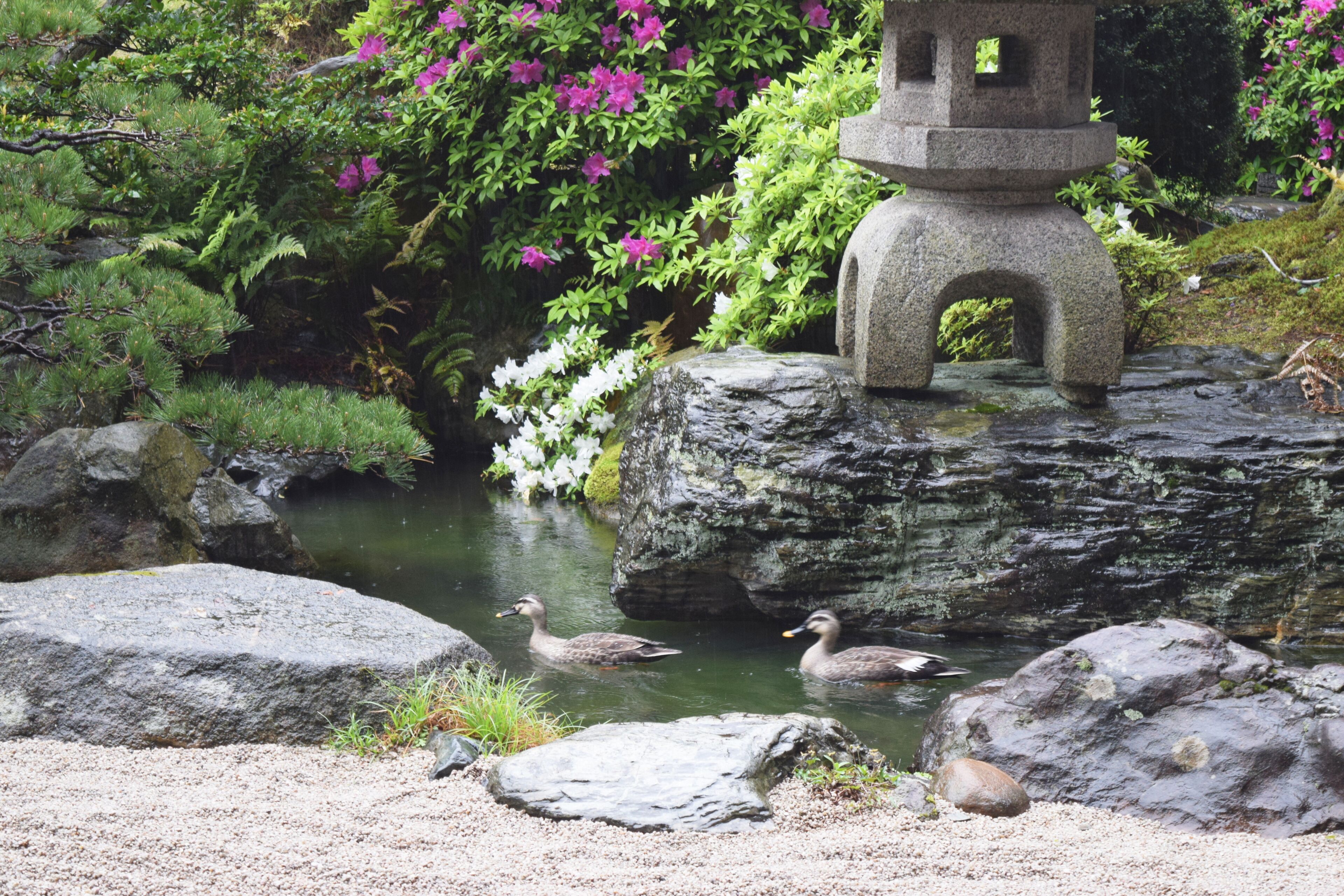 A serene pond with ducks, surrounded by rocks and lush greenery.
