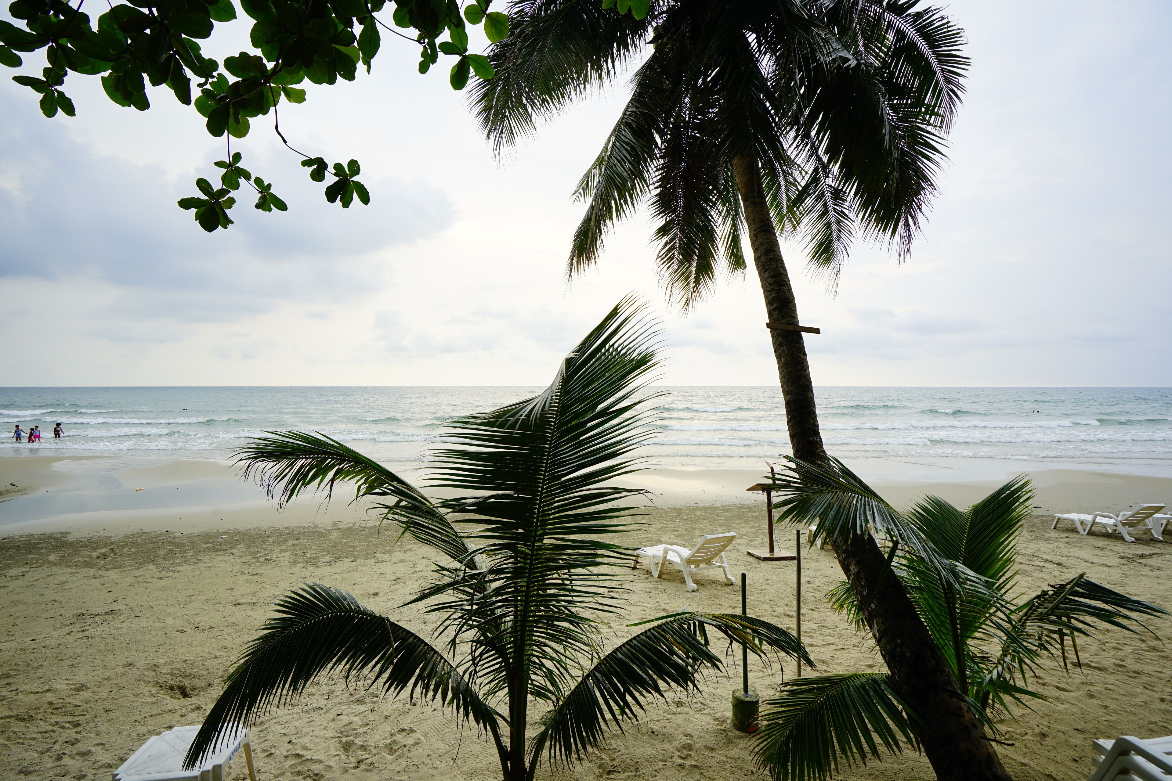 A beach with palm trees, white lounge chairs, and a sandy shore.