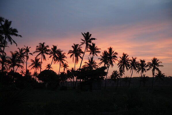 A sunset with palm trees silhouetted against a colorful sky.