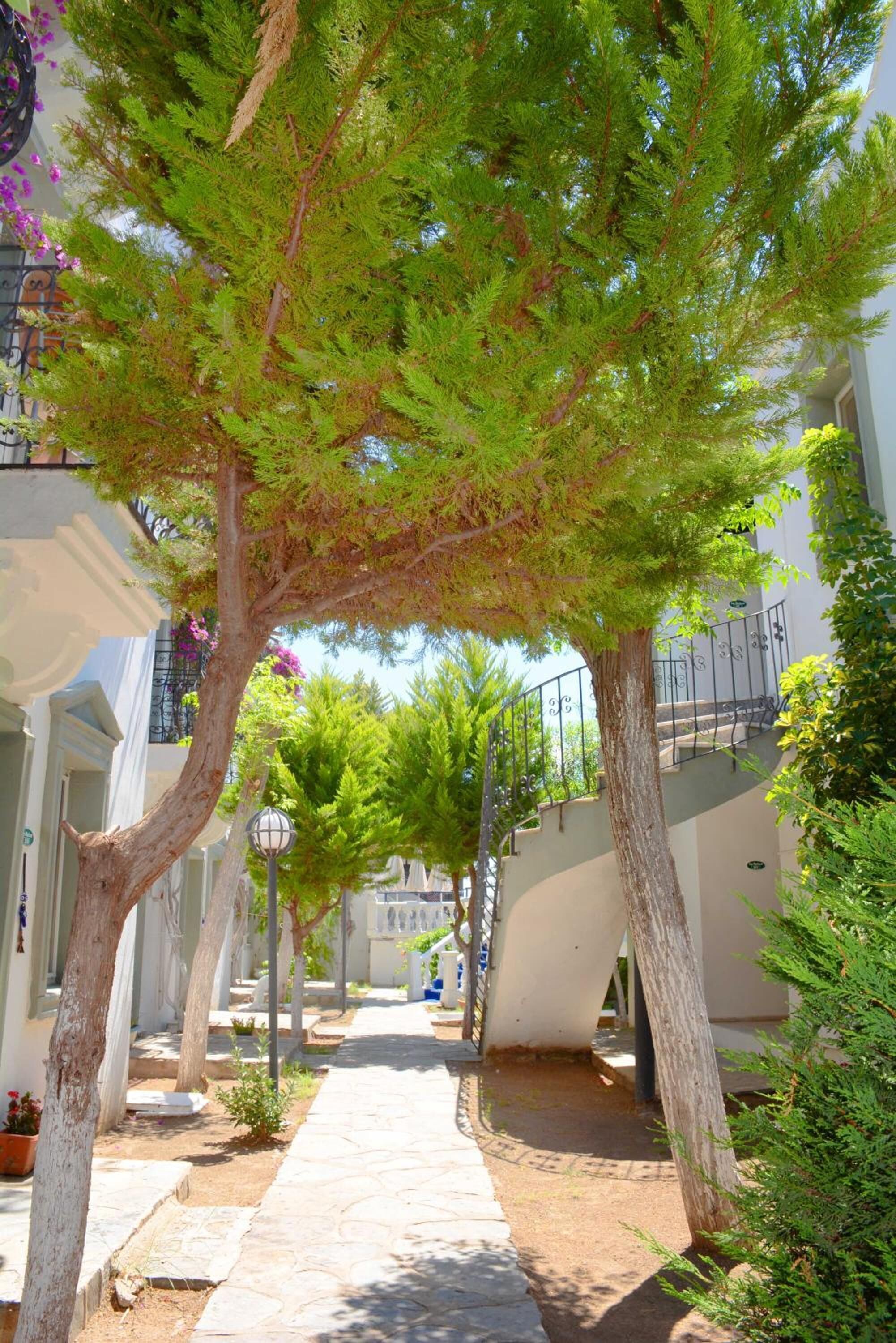 Un étroit sentier bordé d’arbres et de bâtiments blancs dotés de balcons.