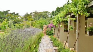 A garden pathway with lavender, a stone pillar, and a building with a climbing vine. - Piekenierskloof Mountain Resort by Dream Resorts (Bergrivier)