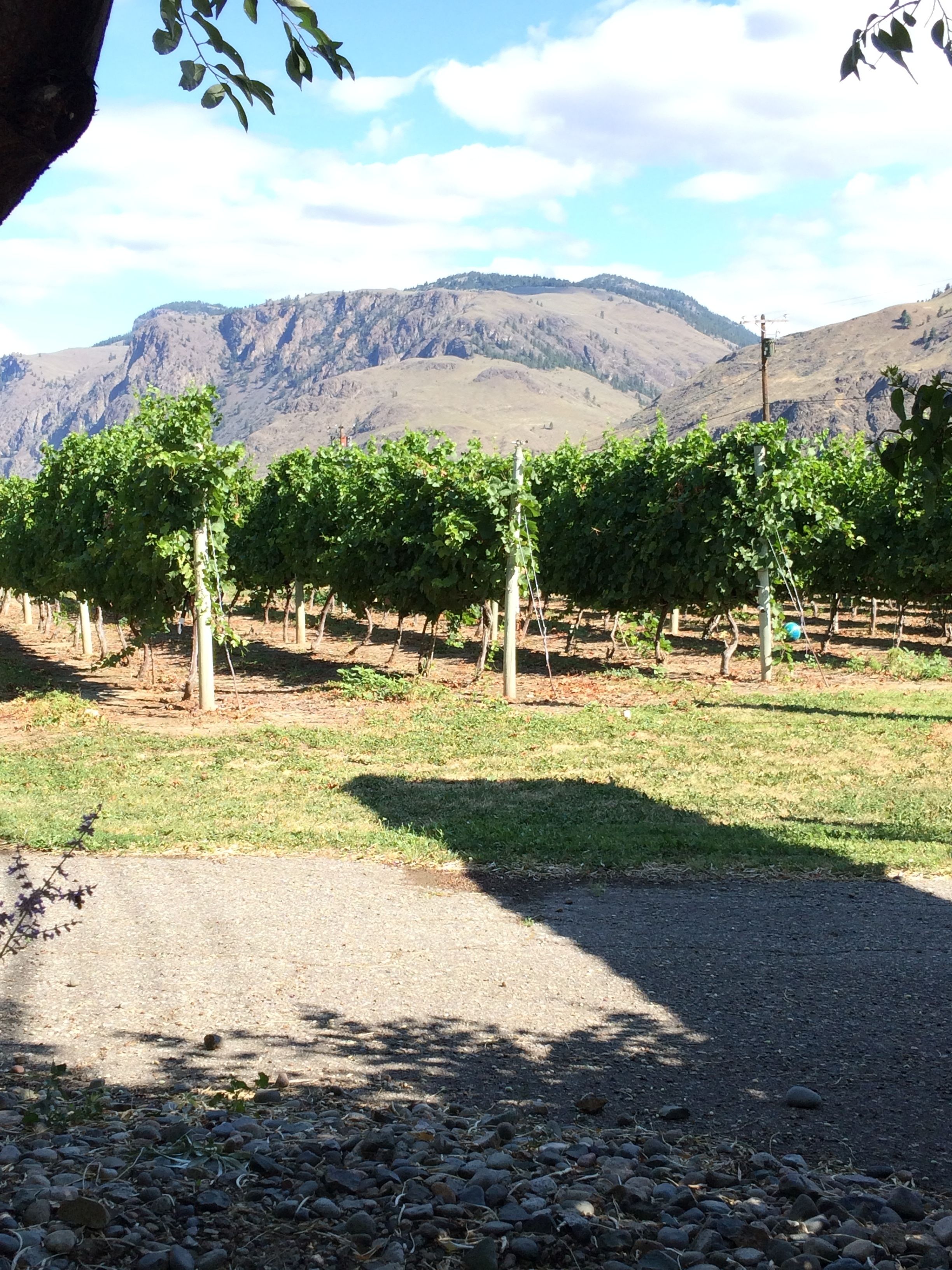 A vineyard with rows of grapevines, a gravel path, and mountains in the background.