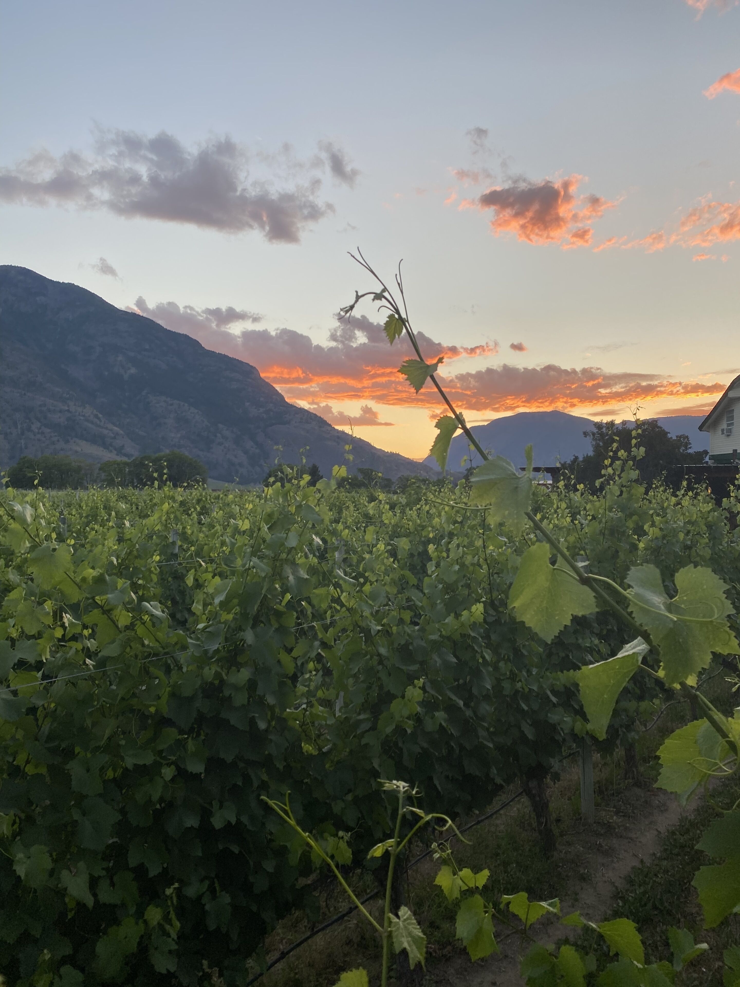 Un vignoble avec des rangées de vignes et une montagne en arrière-plan.