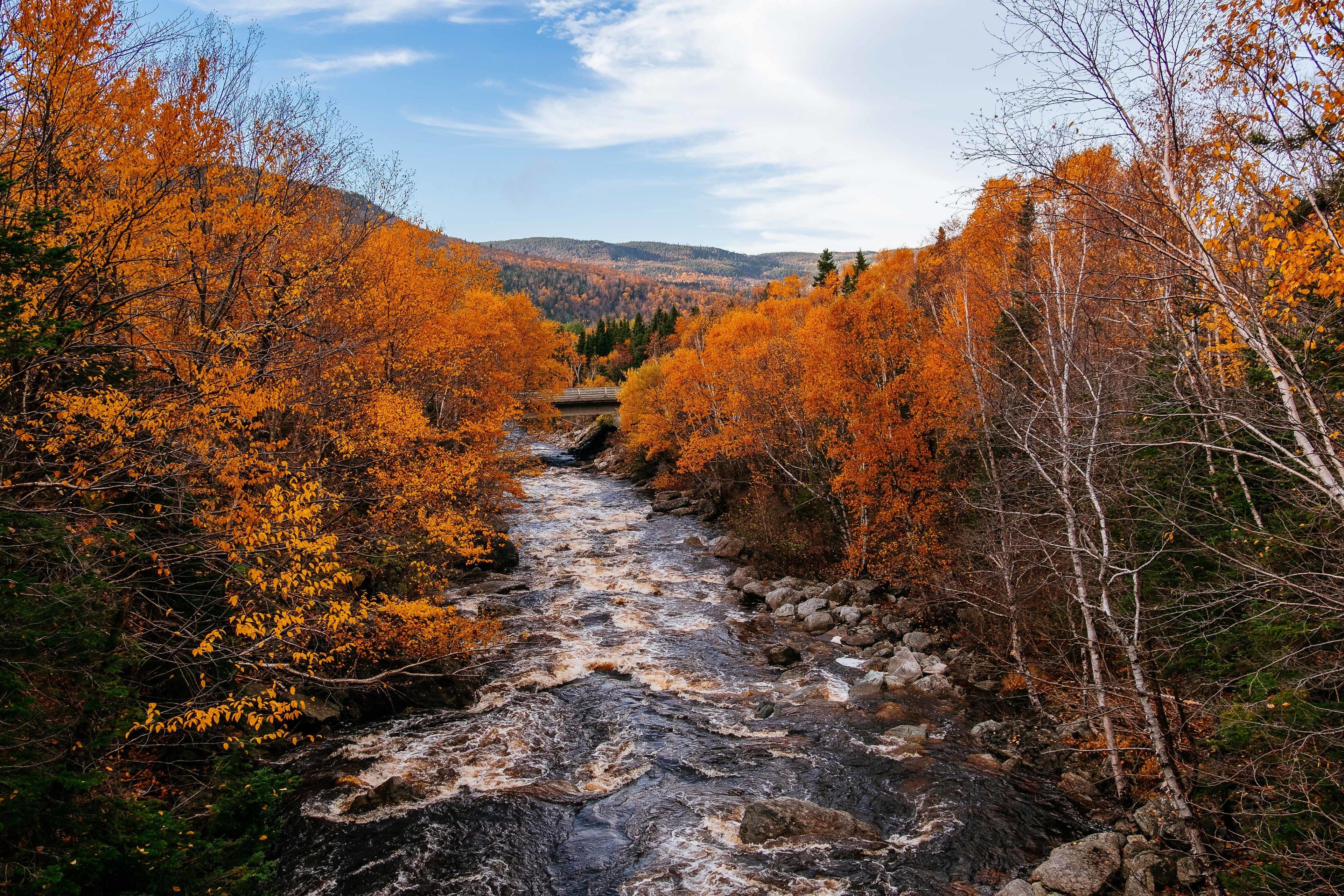 Un río serpentea por un bosque de árboles con colores otoñales.