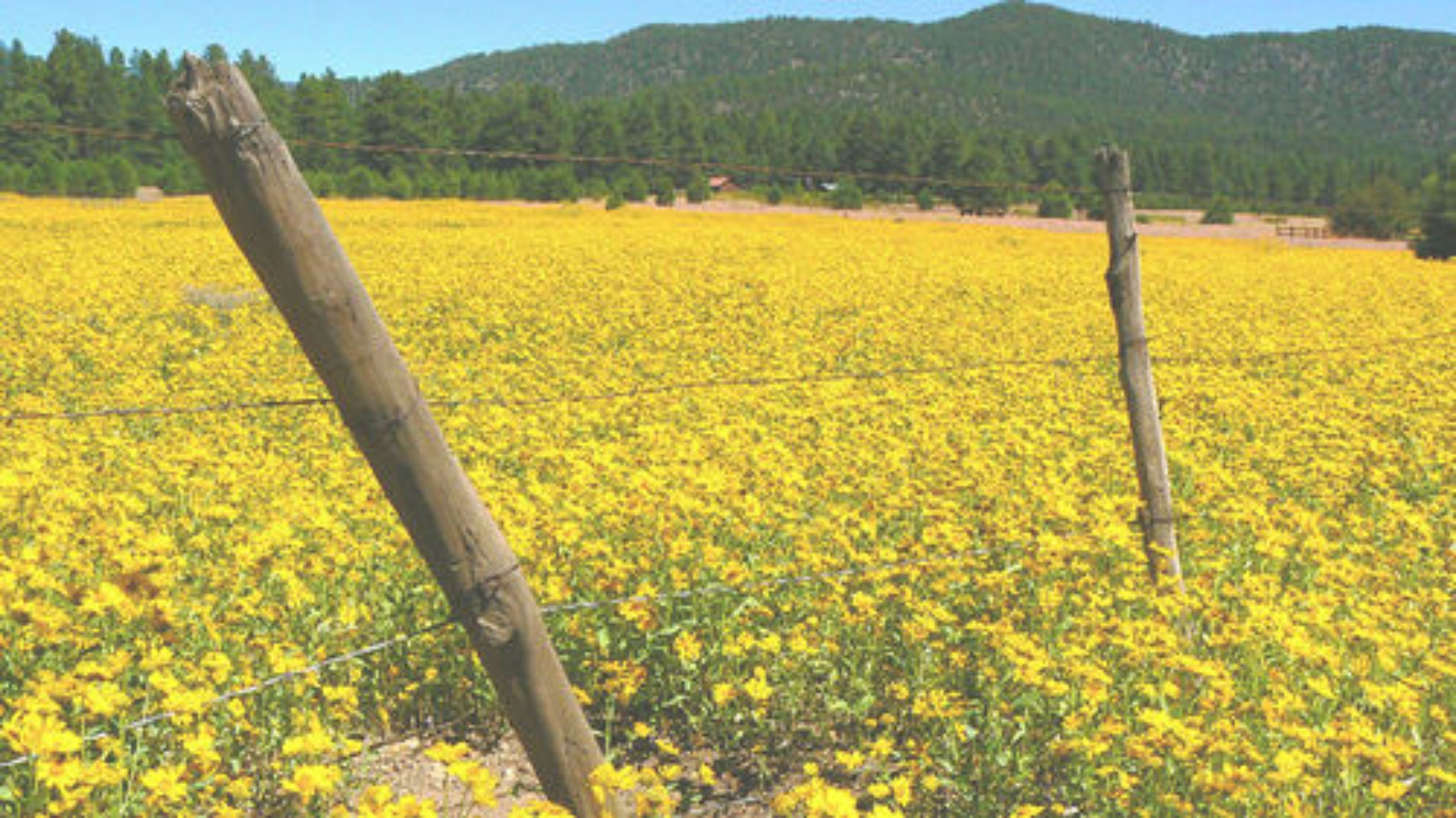 A field of yellow flowers with a fence and a tree in the foreground.