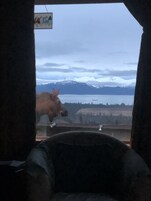 Avistaje de animales salvajes