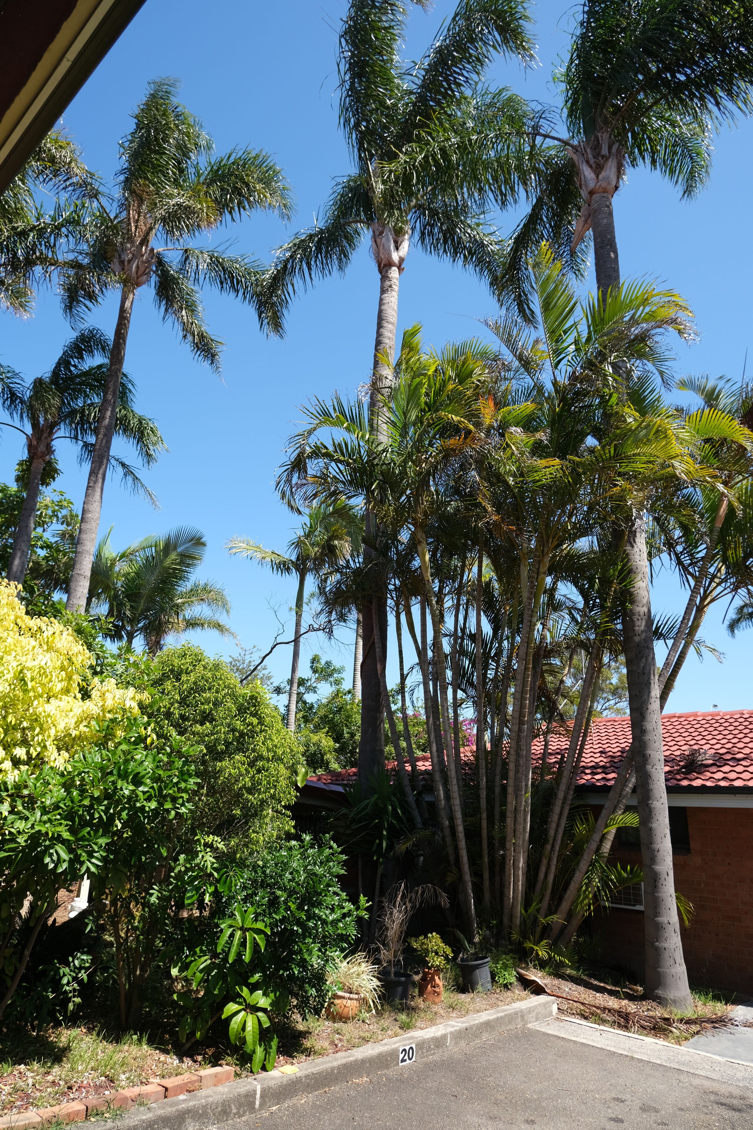 Foto - Sapphire Palms Motel