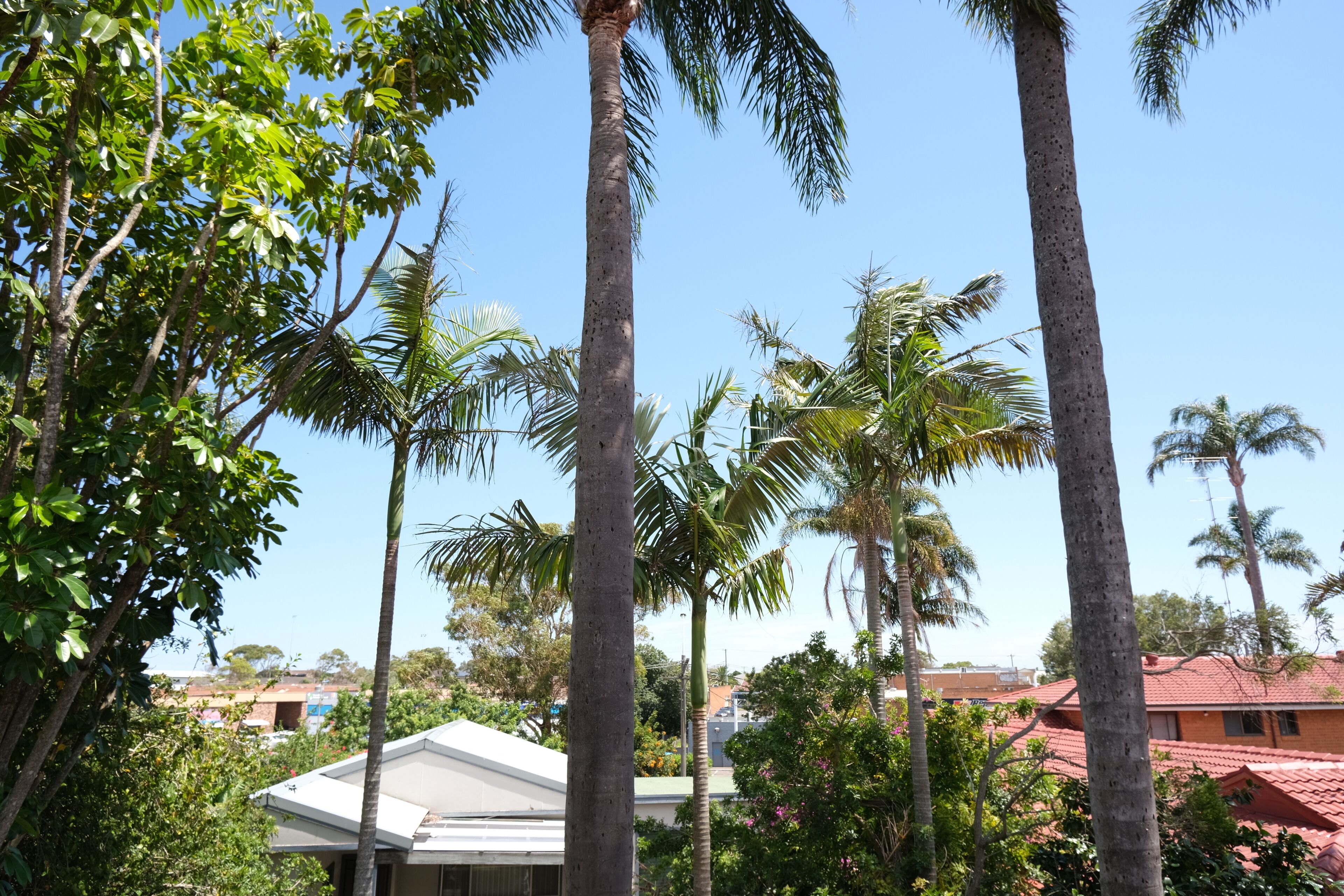 Foto - Sapphire Palms Motel