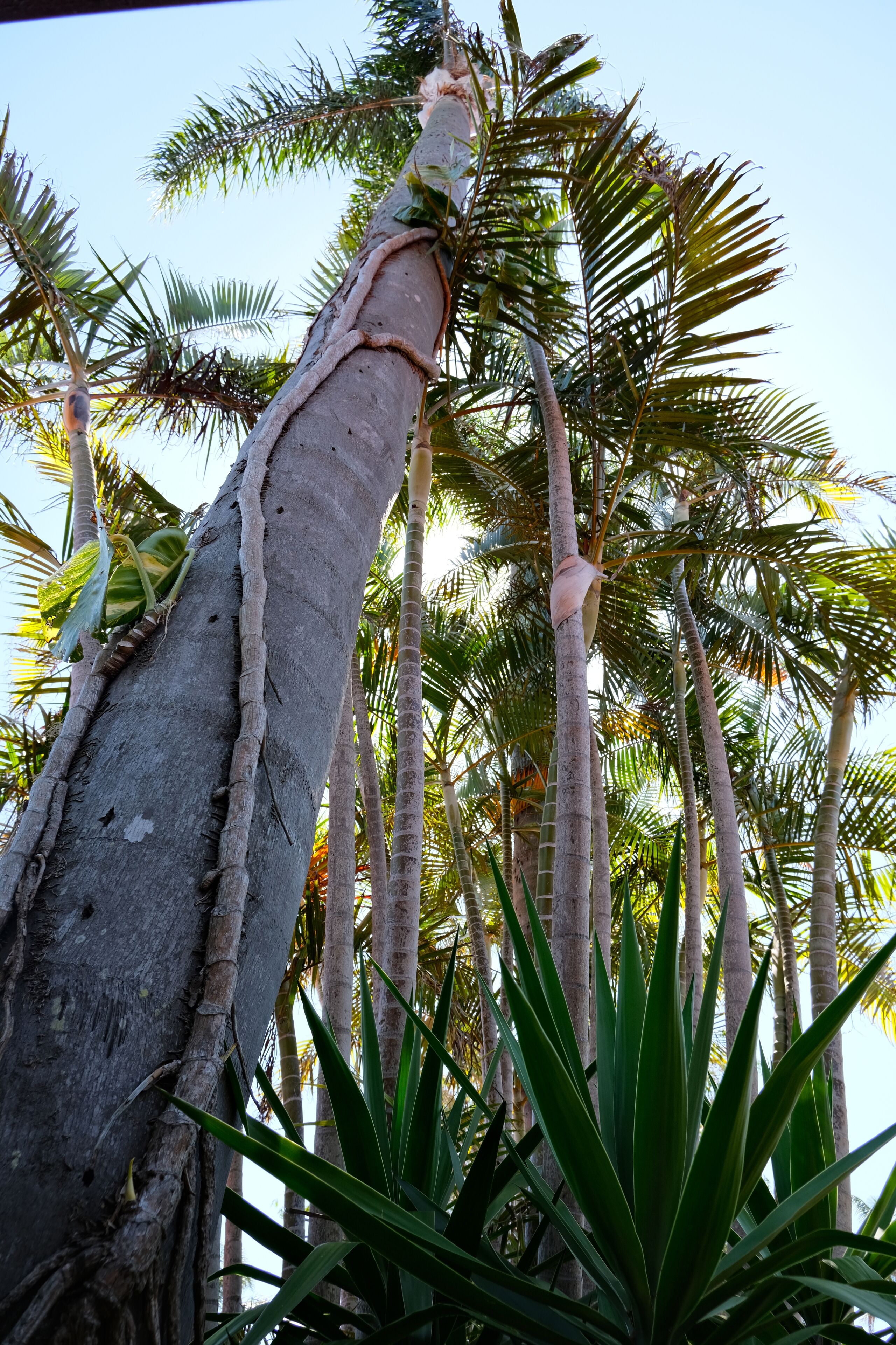 Foto - Sapphire Palms Motel