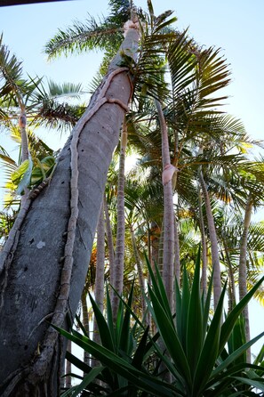 Garden view - Sapphire Palms Motel (The Entrance)