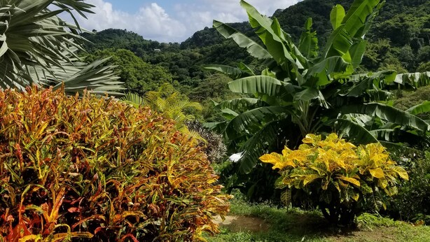 A lush garden with various tropical plants and a mountain backdrop. - Top Ranking Guesthouse (Speyside)