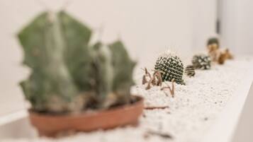 Een cactuspplant in een terracotta pot op een witte ondergrond.