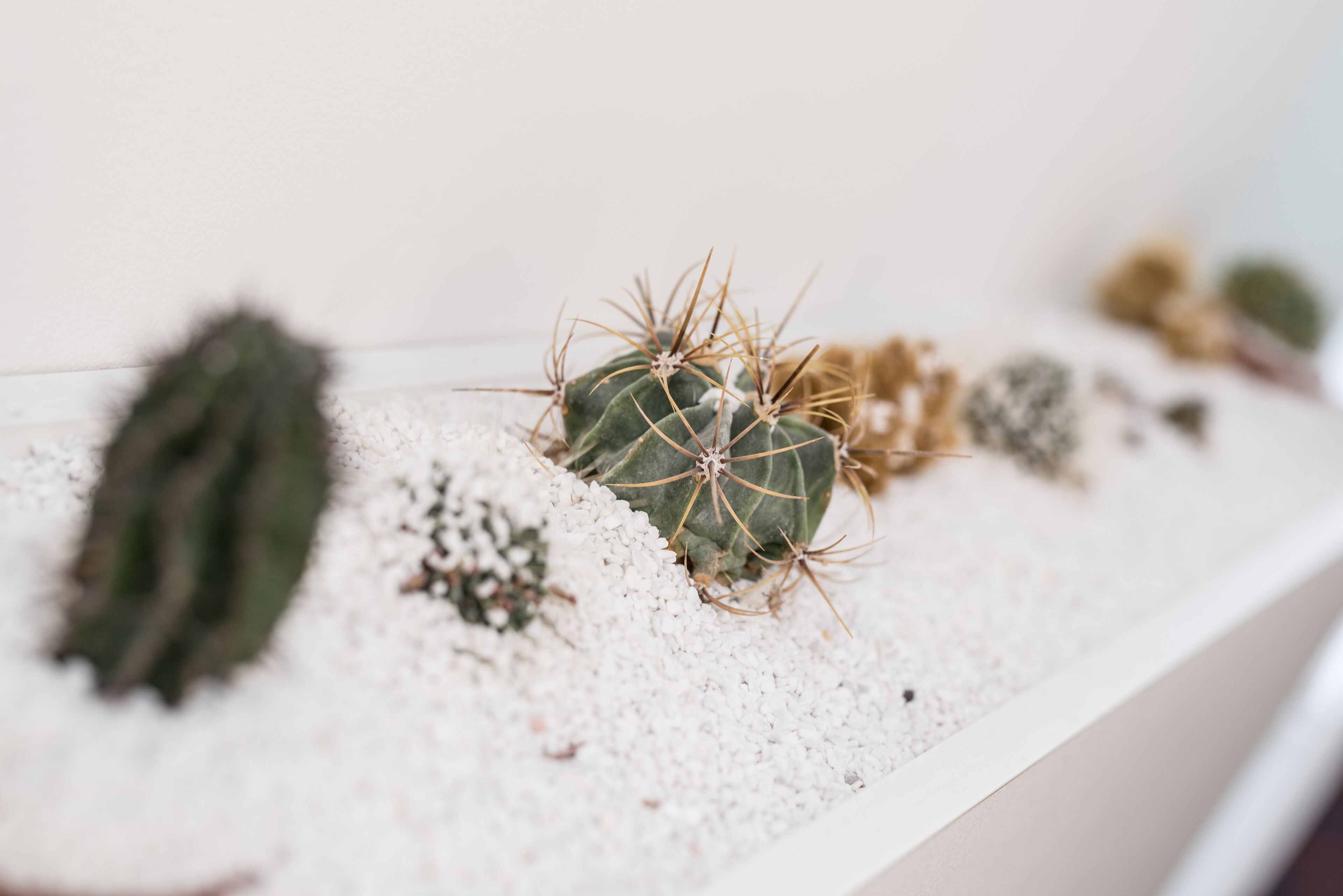 Una planta de cactus con espinas y una hoja verde en un recipiente blanco.