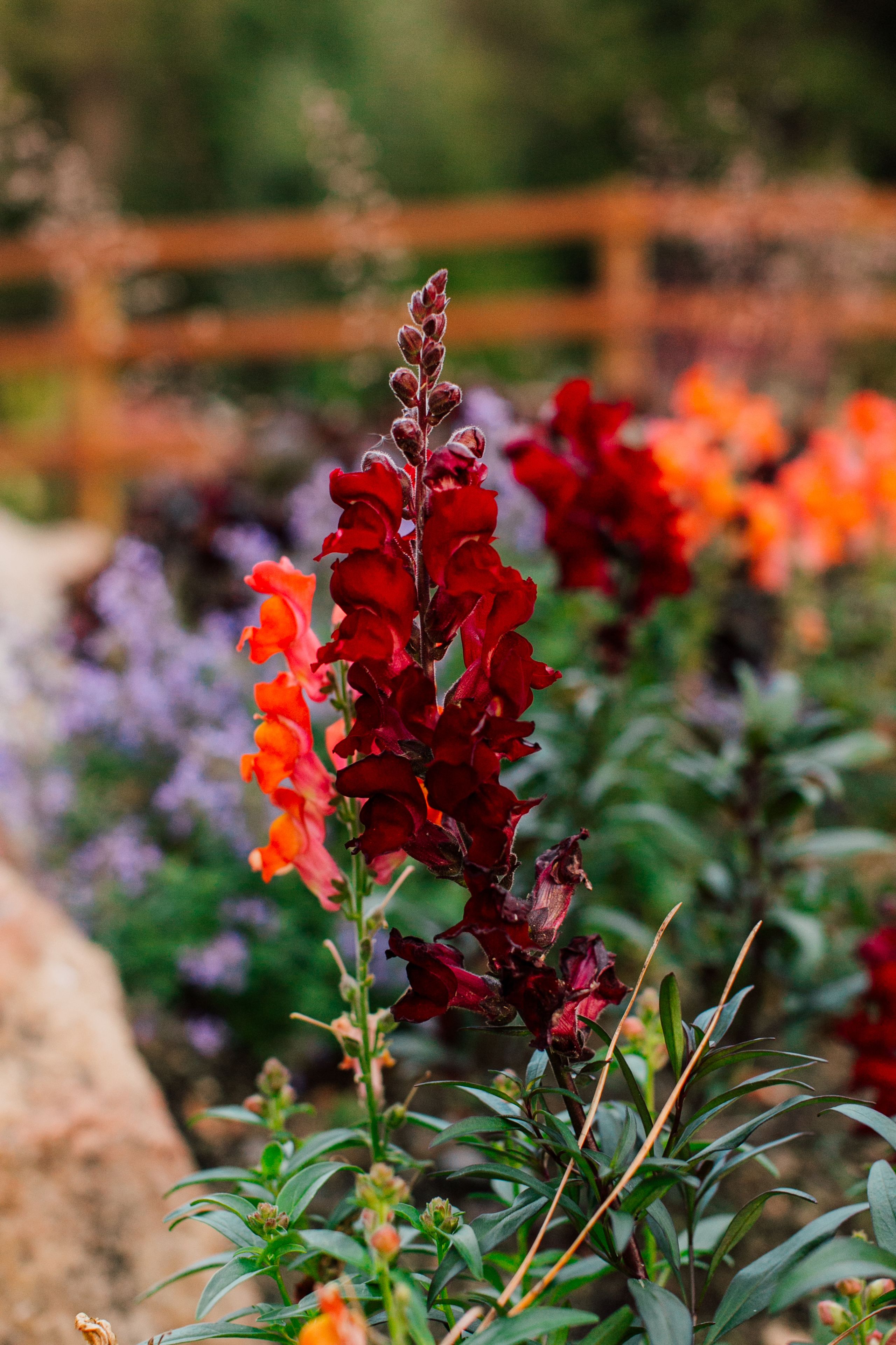 Un jardín con flores rojas y anaranjadas, una cerca de madera y follaje verde.