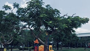 A playground with slides and climbing structures under a tree. - Kenting Timehouse (Hengchun)