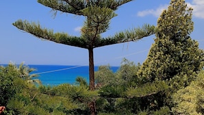 Um pinheiro com vista ampla para o oceano ao fundo.