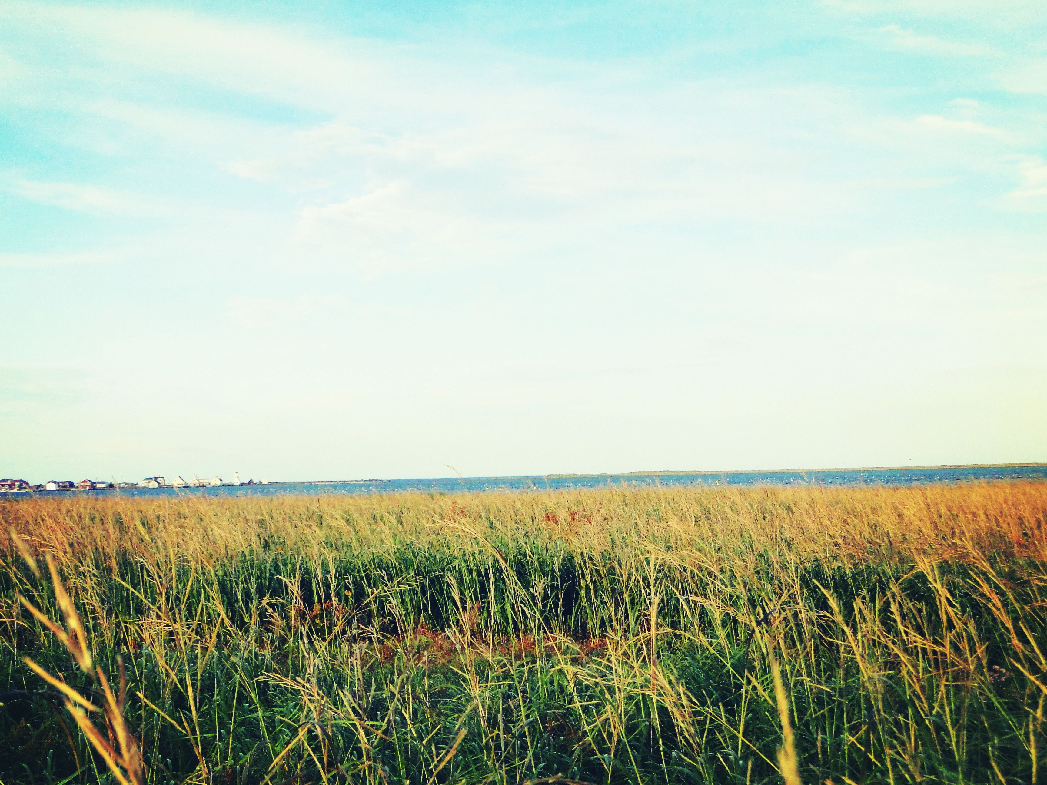 A field with tall grass and a distant view of a body of water.