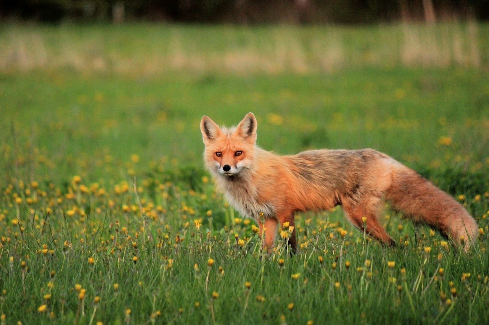 Un renard dans un champ d’herbe parsemé de fleurs jaunes.