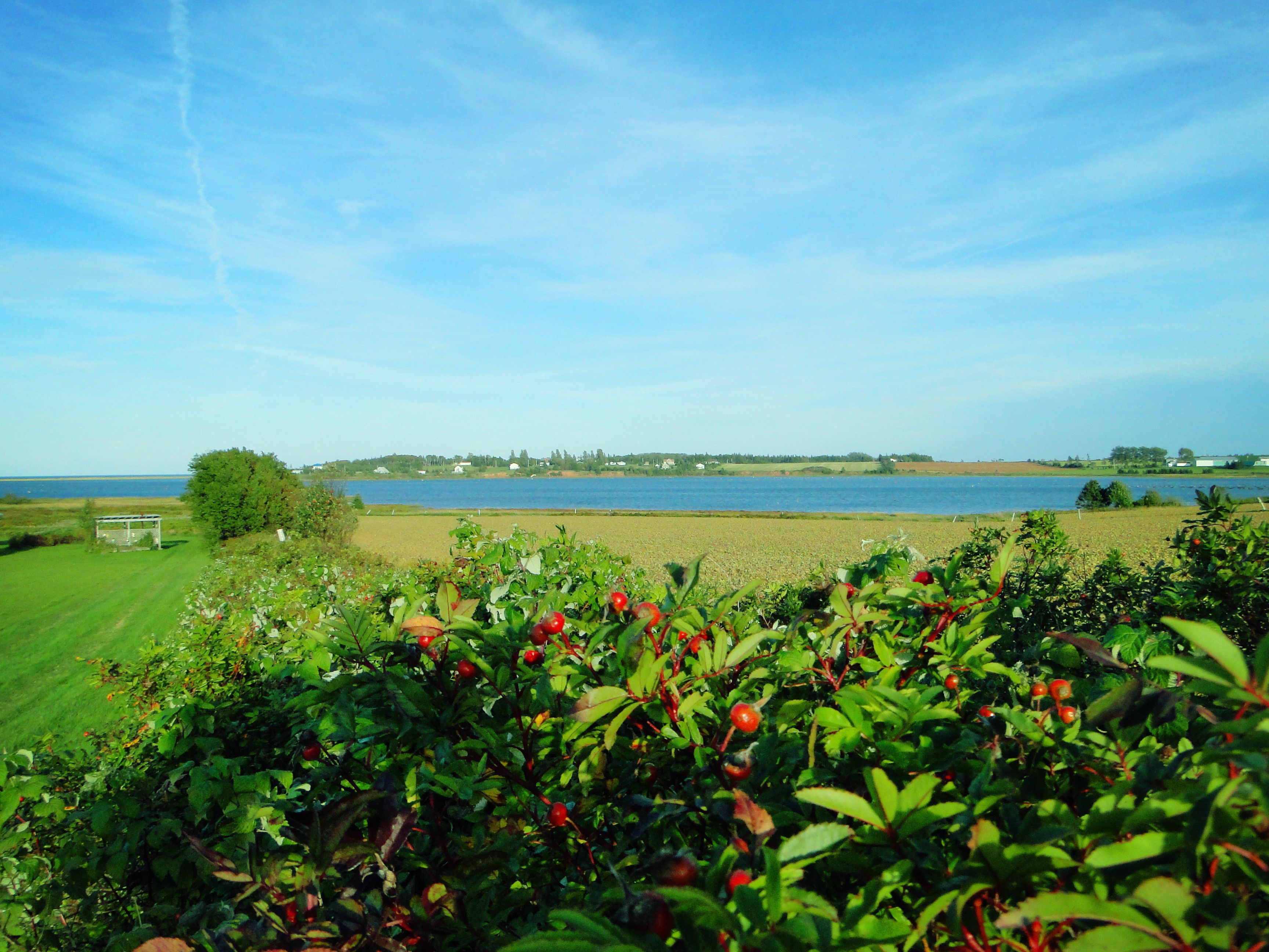 A view of a lake with a grassy field and a building in the distance.