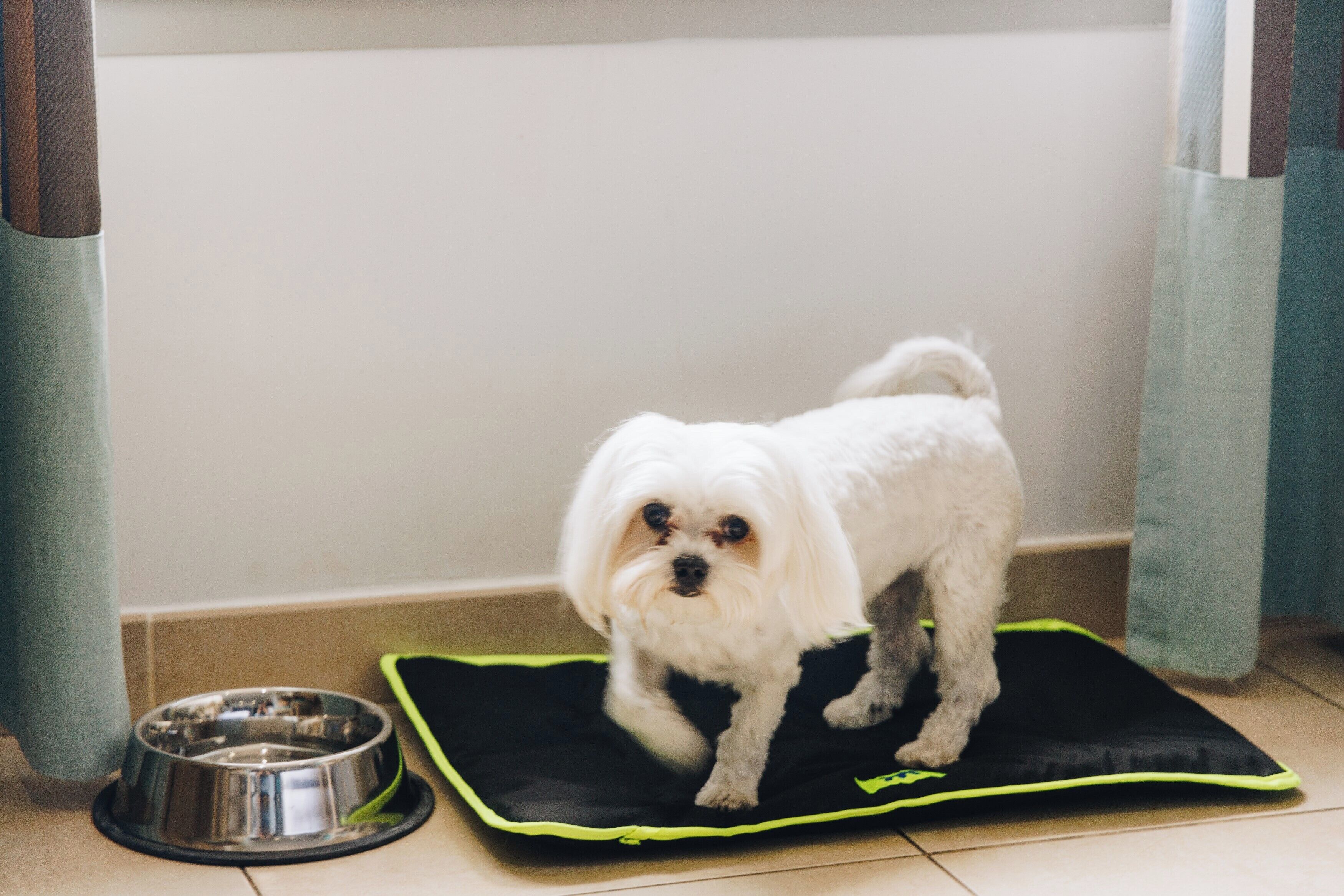 A small white dog standing on a black and green mat next to a metal dog bowl.