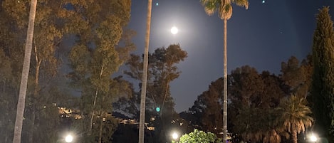 A nighttime pool area with palm trees, lounge chairs, and a clear view of the sky.