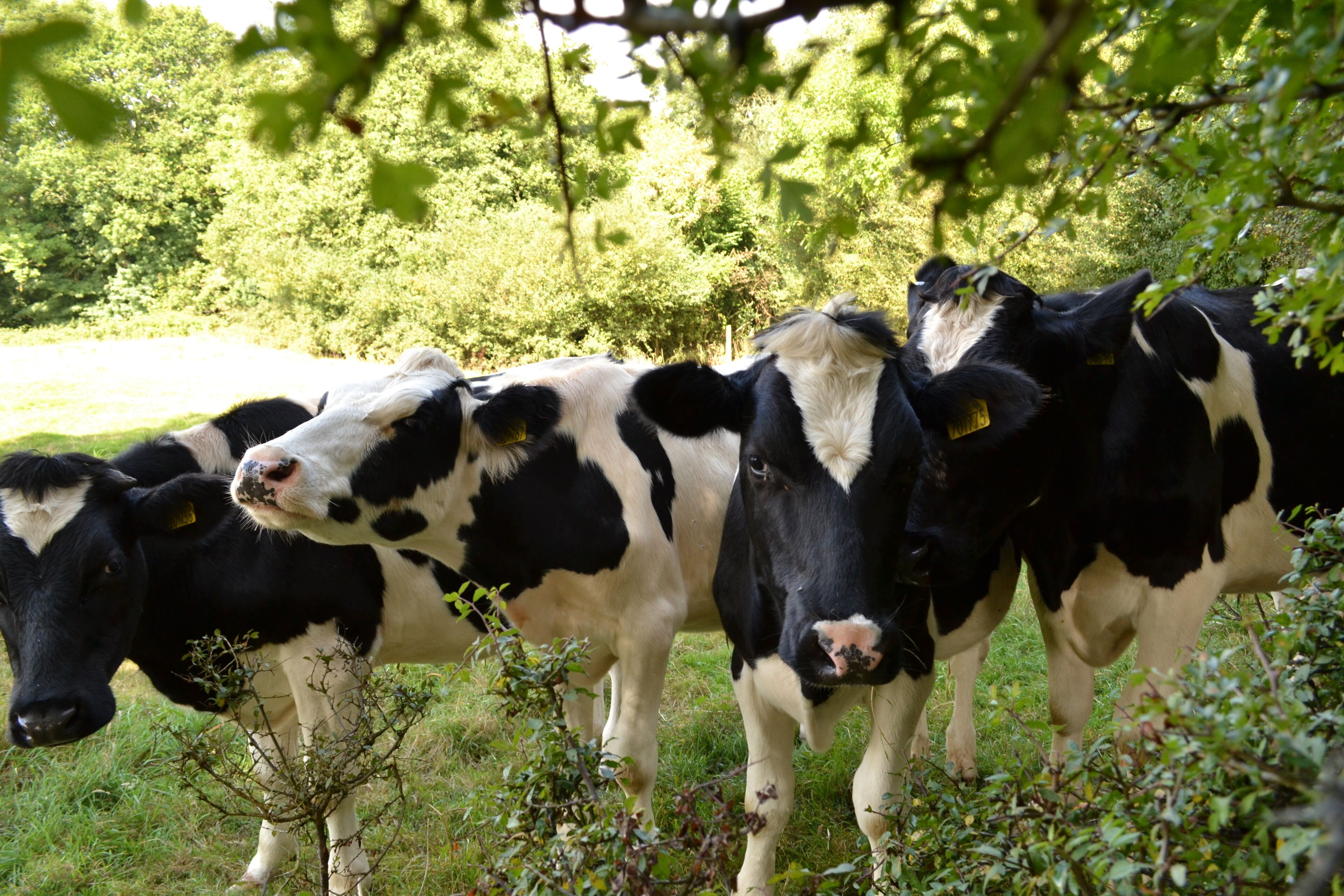 Foto - Hillcroft Accommodation