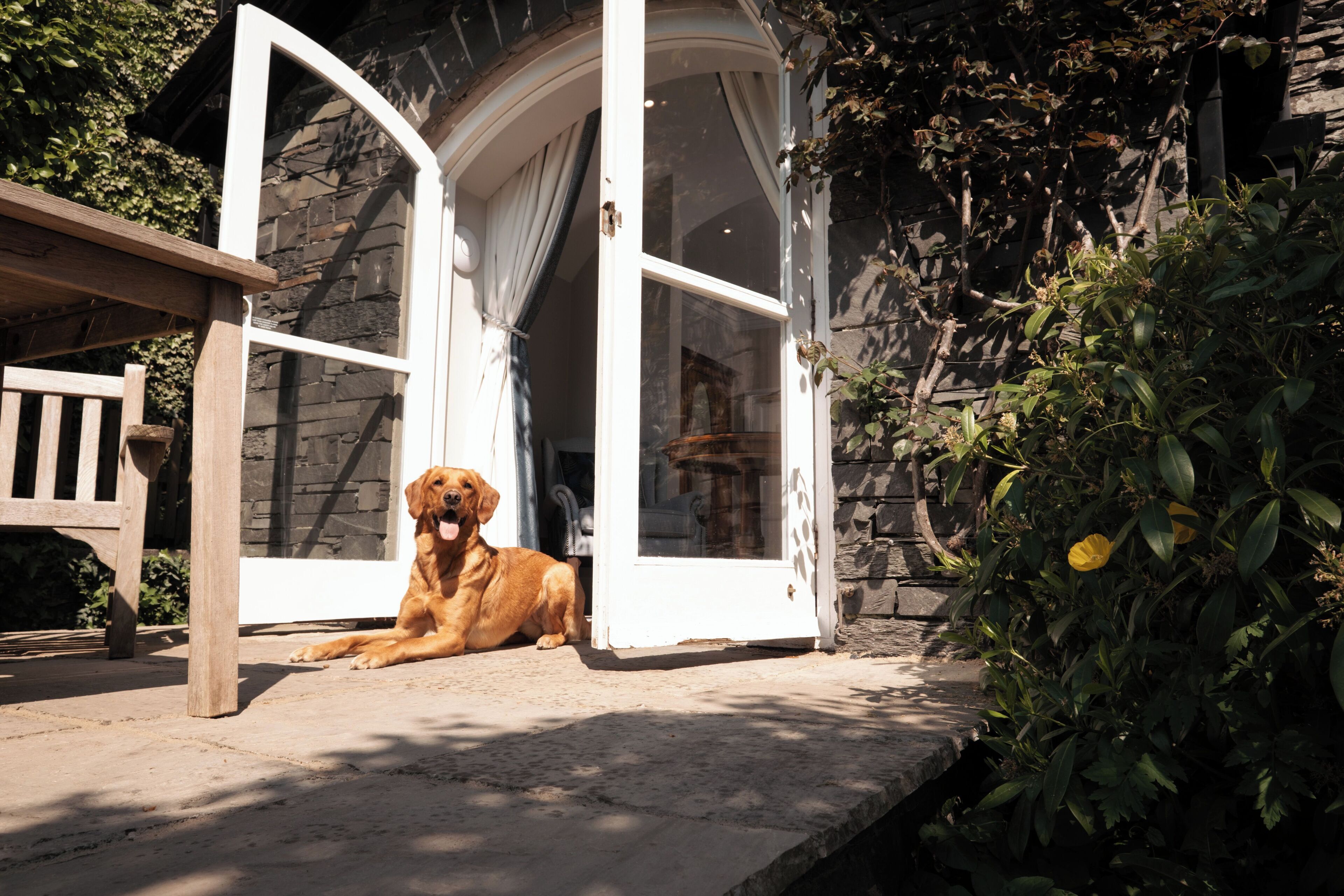 Een hond zit voor een stenen gebouw met een witte deur en een raam.