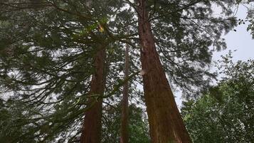 Un bosque con árboles altos y follaje denso.