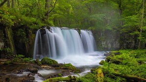 Une cascade entourée d’une végétation luxuriante et de rochers couverts de mousse.