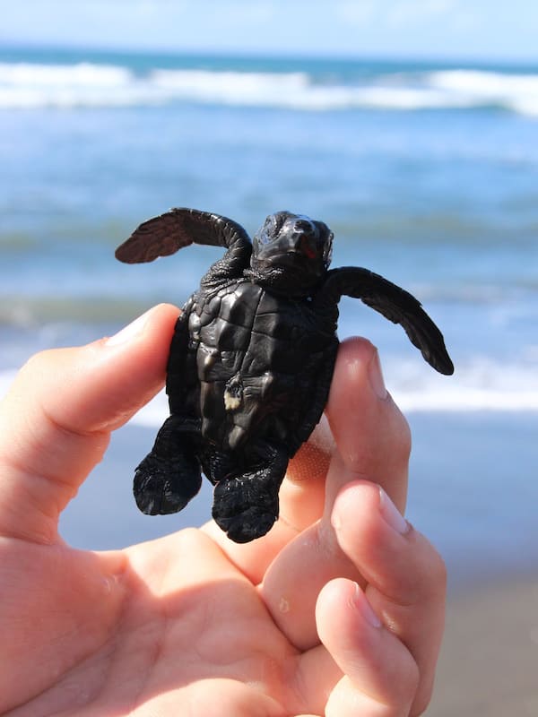 A guest holds a small turtle in their hand, surrounded by the soothing sounds of the ocean.