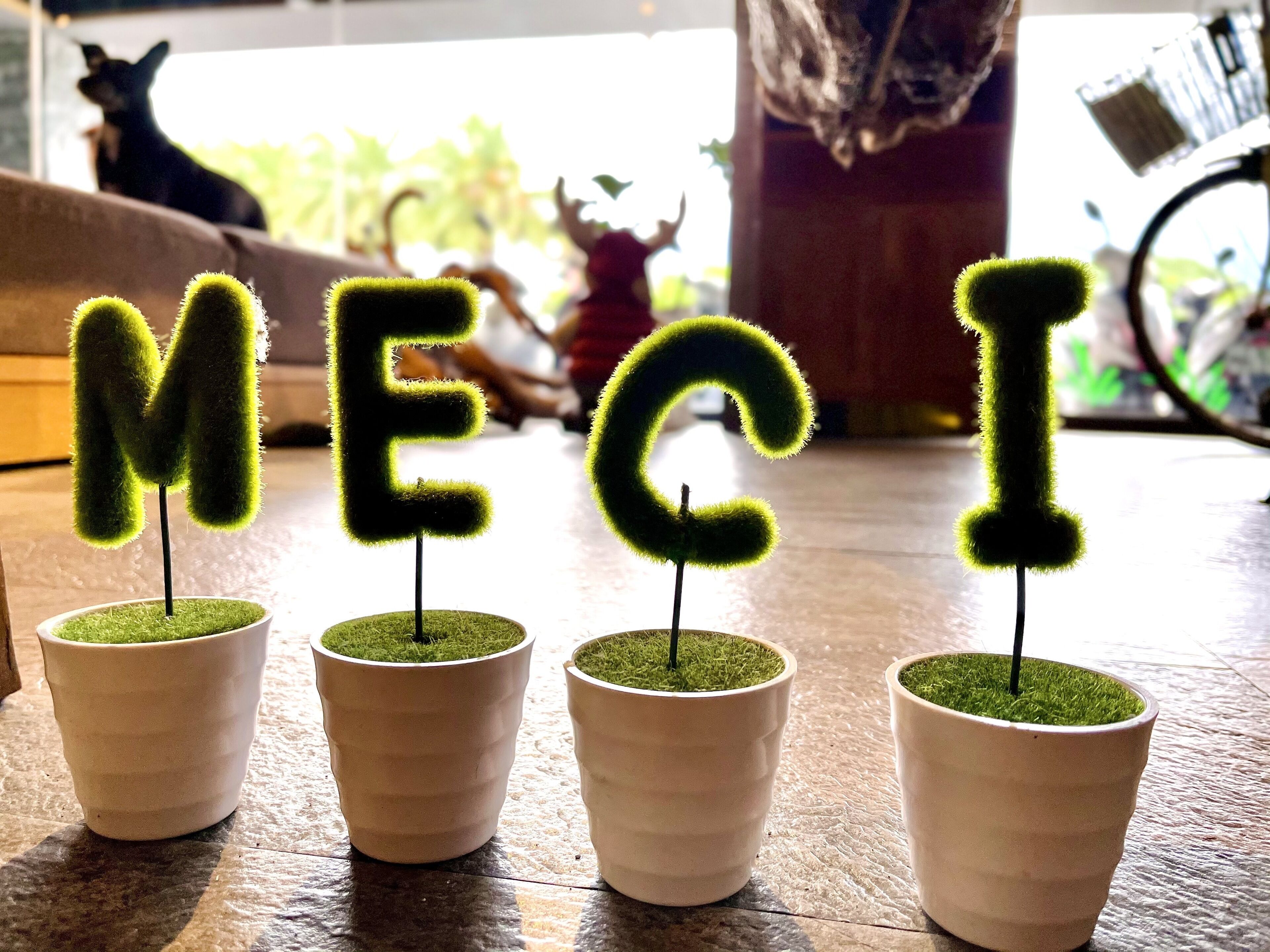 Quatro plantas em vasos com letras formando a palavra "MECI" sobre uma superfície de madeira.